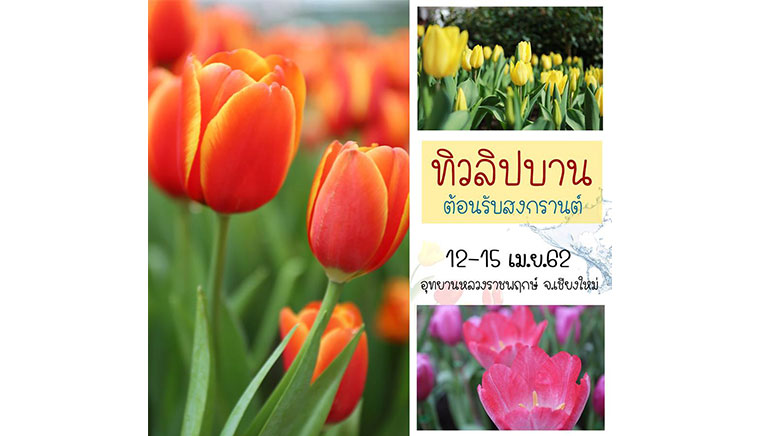 Tulip bloom .. Welcome Songkran