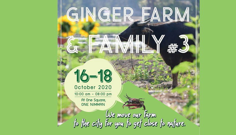 Ginger Farm Family #3