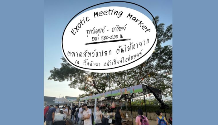 Exotic Meeting Market