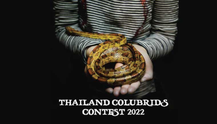 Thailand Colubrids Contest 2022