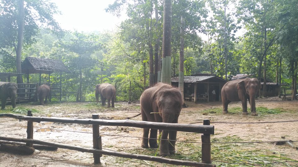 Phutawan Elephat